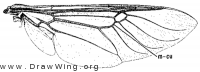 Hedriodiscus binotatus, wing