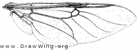 Odontomyia pilimana, wing