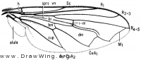 Brachyopa notata, wing