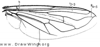 Teuchocnemis lituratus, wing