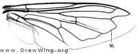 Volucella bombylans, wing