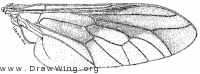 Goniops chrysocoma, wing