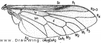 Stonemyia tranquilla, wing