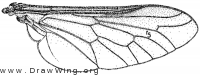Pilimas californicus, wing