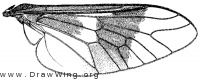 Chrysops cincticornis, wing