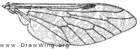 Haematopota americana, wing
