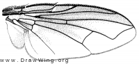 Myothyriopsis picta, wing