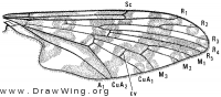 Protoplasa fitchii, wing