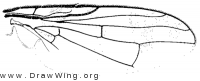 Urophora jaceana, wing