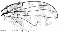 Stenopa vulnerata, wing