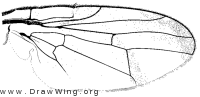 Procecidocharoides penelope, wing