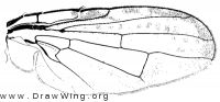 Icterica seriata, wing