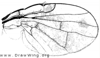 Xanthomyia platyptera, wing