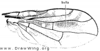 Valentibulla californica, wing