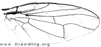 Tomoplagia obliqua, wing