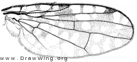 Neotephritis finalis, wing