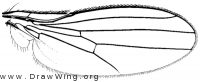 Pelomyiella mallochi, wing