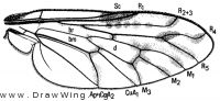 Megalinga insignata, wing