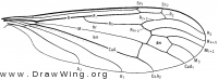Limonia (Metalimnobia) triocellata, wing