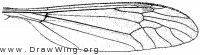 Tipula (Lunatipula) dorsimacula, wing