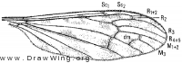 Limonia (Metalimnobia) immatura, wing
