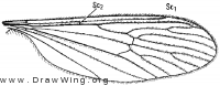 Pedicia (Tricyphona) protea, wing