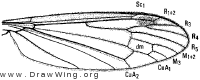 Hexatoma (Eriocera) longicornis, wing