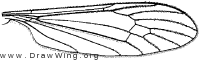 Atarba picticornis, wing