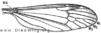 Limnophila (Phylidorea) adusta, wing