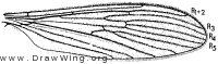 Molophilus (Promolophilus) nitidus, wing