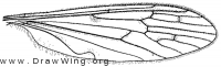 Erioptera (Symtplecta) cana, wing