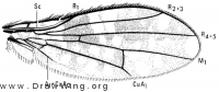 Spilochroa ornata, wing