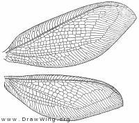 Osmylus hyalinatus, wings