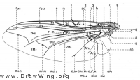 Sarcophagidae, wing