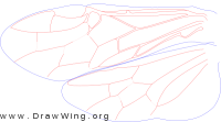 Tenthredinidae, wings