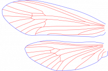 Agarodes distinctus, male, wings