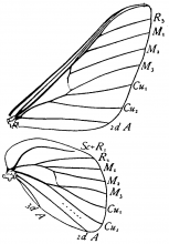 Anisota virginiensis, wings