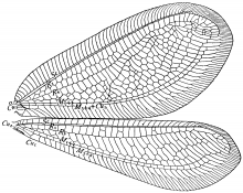 Apochrysa croesus, wings
