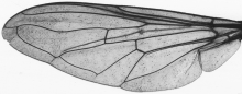 Chrysotoxum cautum, wing