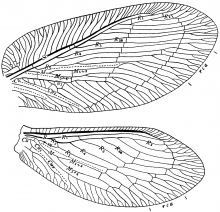 Megalomus moestus, wings