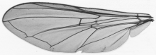 Melanostoma scalare, wing