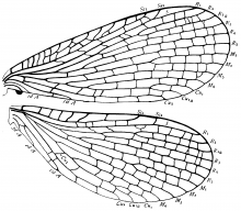 Merope tuber, wings