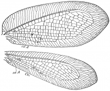 Myiodactylus pubescens, wings