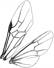 Orussidae, wings