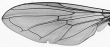 Platycheirus fulvimanus, wing