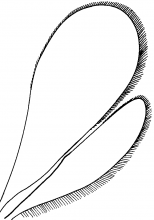 Platygastridae, wings