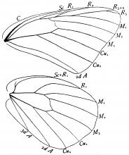 Pontia protodice, wings