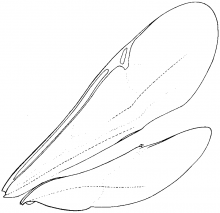 Proctotrupidae, wings
