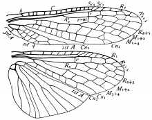Pteronarcella badia, wings