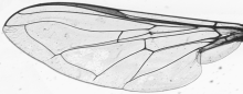 Scaeva selenitica, wing